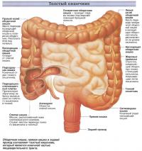 Толстый кишечник