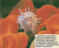 Тромбоциты (тельца белого цвета на этом макроснимке)