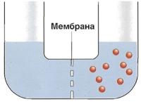 U-трубка разделена: вода и концентрированный раствор сахара