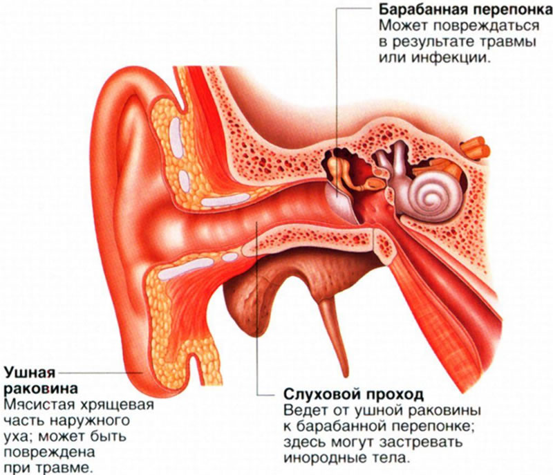 Ухо делится на три части: наружное, среднее и внутреннее