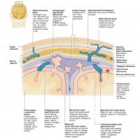 Устройство мозговой оболочки