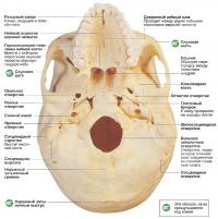 Устройство основания черепа