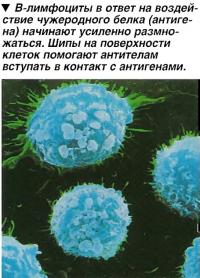 В-лимфоциты в ответ на воздействие чужеродного белка (антигена) начинают усиленно размножаться