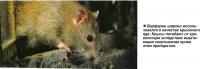 Варфарин широко использовался в качестве крысиного яда