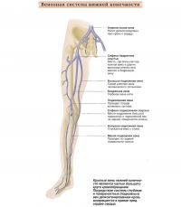 Венозная система нижней конечности