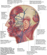 Вены головы и шеи