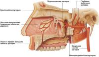 Верхнечелюстная артерия