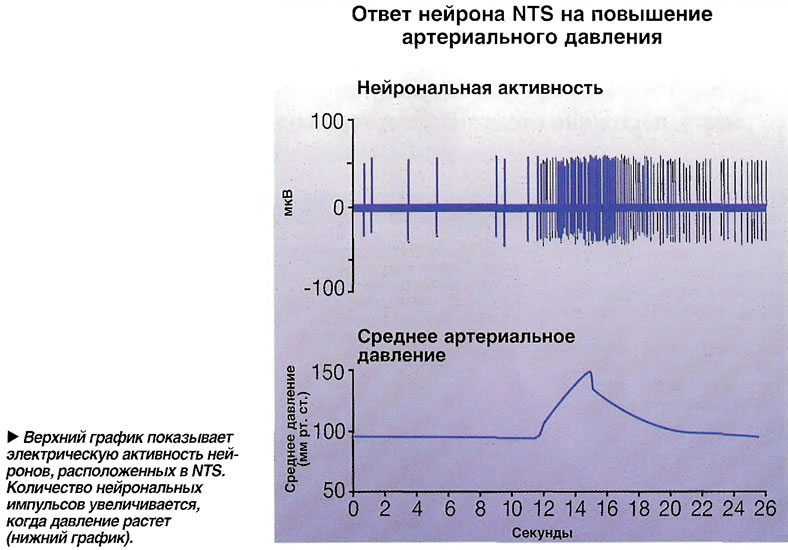 http://www.medsest.ru/img/articles/verhniy-grafik-pokazyvaet-elektricheskuyu-aktivnost-neyronov-raspolozhennyh-v-nts.jpg