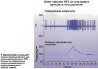 Верхний график показывает электрическую активность нейронов, расположенных в NTS