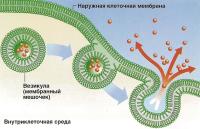 Вещество упаковывается в везикулу, которая сливается с мембраной и высвобождает содержимое