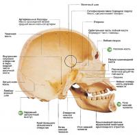 Вид черепа человека изнутри
