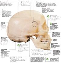 Вид черепа человека снаружи