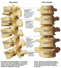 Вид сбоку и спереди на поясничный отдел позвоночника