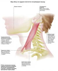 Вид сбоку на грудино-ключично-сосцевидную мышцу