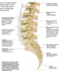 Вид сбоку показывает поясничный отдел позвоночника и поддерживающие его связки