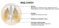 Вид снизу на нос и носовую полость