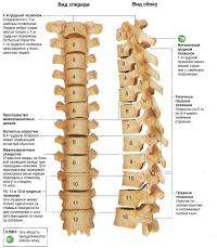 Вид спереди и сбоку на позвоночник