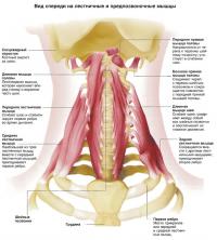 Вид спереди на лестничные и предпозвоночные мышцы