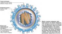 Вирус гриппа содержит два вида шипов на своей поверхности