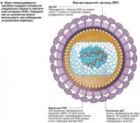 Вирус иммунодефицита человека содержит множество специальных белков и генетический материал