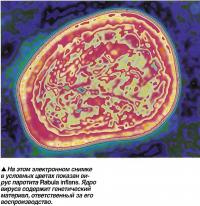 Вирус паротита Rabula inflans.