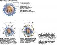 Вирусные мутации подразделяются на антигенный дрейф и антигенный шифт