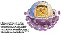 Внешняя мембрана частицы ВИЧ содержит особые белки