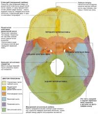 Внутреннее основание черепа