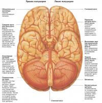 Внутреннее строение мозга, вид снизу