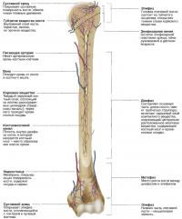 Внутреннее строение плечевой кости