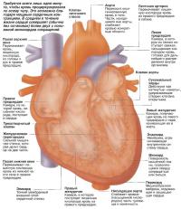 Внутреннее строение сердца
