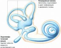 Внутреннее ухо (лабиринт) заполнено эндолимфой