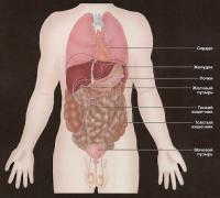 Внутренние органы человека