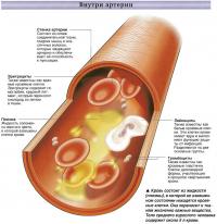 Внутри артерии