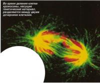 Во время деления клетки хромосомы, разделяются между двумя дочерними клетками