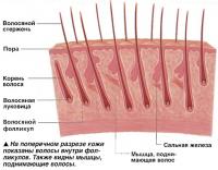 Волосы внутри фолликулов