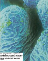 Ворсинки тонкого кишечника, на которых частички пищи окрашены в зеленый цвет