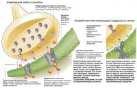 Воздействие анестезирующего средства на синапс