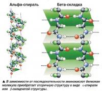 Вторичная структура в виде а-спирали или в-складчатой структуры