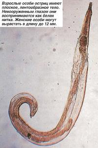 Взрослые особи остриц имеют плоское, лентообразное тело