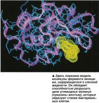 Здесь показана модель молекулы фермента лизоци-ма, содержащегося в слезной жидкости
