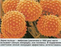 Зерна пыльцы - амброзии (увеличено в 1800 раз)