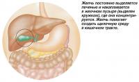 Желчь постоянно выделяется печенью и накапливается в желчном пузыре