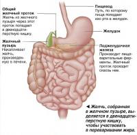 Желчь, собранная в желчном пузыре, выделяется в двенадцатиперстную кишку