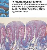 Желобовидный сосочек в разрезе