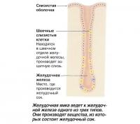 Желудочная ямка ведет к желудочной железе одного из трех типов