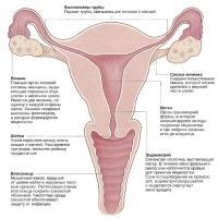Женские половые органы