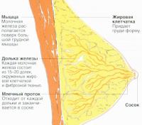 Жировая ткань определяет форму груди, фиброзные связки поддерживают молочную железу