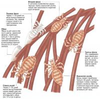 Жизненный цикл вшей